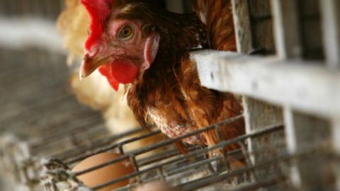gallina