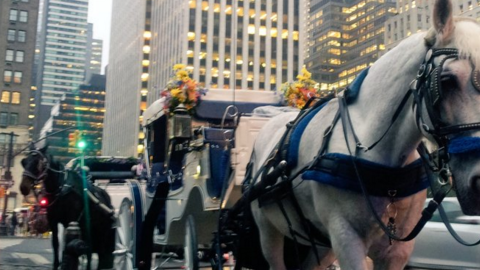 De Blasio está abogando por un plan para reducir el número de carruajes con caballos en Central Park a 70, en vez de prohibirlos del todo.