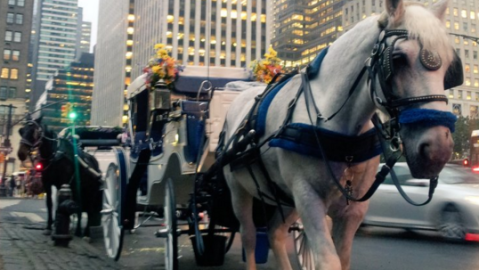 De Blasio está abogando por un plan para reducir el número de carruajes con caballos en Central Park a 70, en vez de prohibirlos del todo.