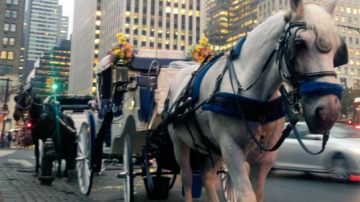 De Blasio está abogando por un plan para reducir el número de carruajes con caballos en Central Park a 70, en vez de prohibirlos del todo.