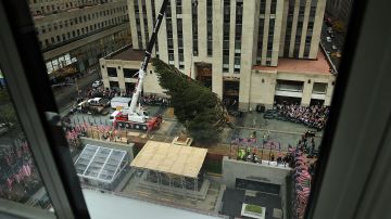 NEW YORK, NY - NOVEMBER 06:  The Rockefeller Center Christmas tree is placed onto its platform on November 6, 2015 in New York City. The 78-foot tall, 47-foot in diameter, 10-ton Norway Spruce was donated by the Asendorf and Puchalski family from Gardiner, New York. The lighting ceremony, the unofficial start of the holiday season, will be Wednesday, December 2, 2015.  (Photo by Spencer Platt/Getty Images)
