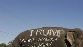 Un partidario de Donald Trump llevó un elefante con una consigna a favor del candidato, en Florida.