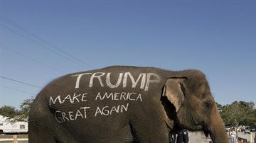 Un partidario de Donald Trump llevó un elefante con una consigna a favor del candidato, en Florida.