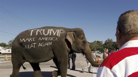 Un partidario de Donald Trump llevó un elefante con una consigna a favor del candidato, en Florida.