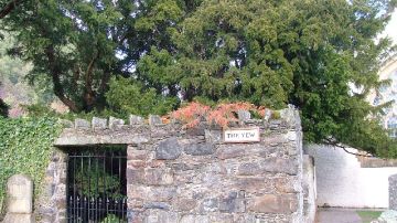 Fortingall_Yew