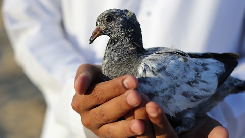 Las palomas están acostumbradas a detectar anomalías en patrones complejos, como por ejemplo cuando buscan insectos y semillas en el suelo.