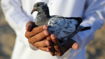 Las palomas están acostumbradas a detectar anomalías en patrones complejos, como por ejemplo cuando buscan insectos y semillas en el suelo.