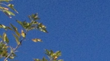 Ishmael Guzmán y dos de sus hermanos sirvieron en la Guerra de Vietnam. /FRANCISCO CASTRO