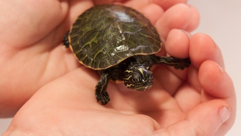 Aconsejan evitar tener reptiles y anfibios como mascotas cuando hay niños menores de 5 años.
