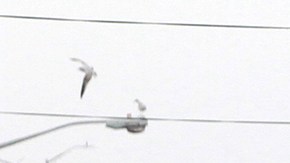 Vista de como hoy es Willets Point, donde la mayoria de los negocios se han mudado, y todavia hay algunos en la sombra del opulento estadio Citi Field, casa de los METS en Queens.
Foto Credito: Mariela Lombard / El Diario.