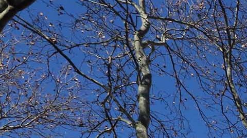 Edificio NYCHA en Harlem/Archivo.