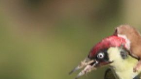 El fotógrafo aficionado Martin Le-May captó el momento en un parque de Londres.