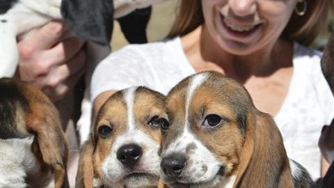 perros in vitro