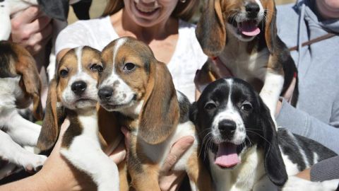 perros in vitro