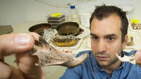 El Dr Julien Louys de la Facultad de Cultura, Historia e Idiomas de la Universidad Nacional de Australia, quien codirige este proyecto asegura que son las ratas más grandes que han existido.
