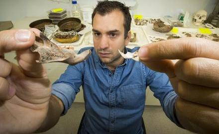 El Dr Julien Louys de la Facultad de Cultura, Historia e Idiomas de la Universidad Nacional de Australia, quien codirige este proyecto asegura que son las ratas más grandes que han existido.
