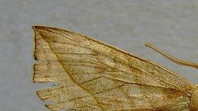 polilla