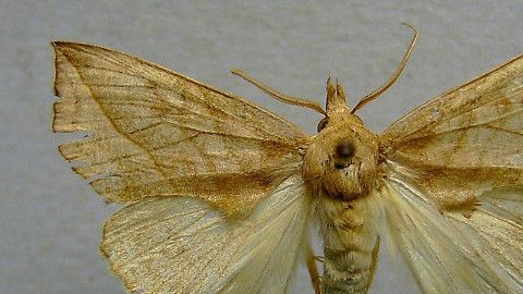 polilla