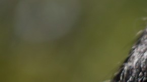 Cuauhtémoc Blanco , alcalde de Cuernavaca, Morelos.