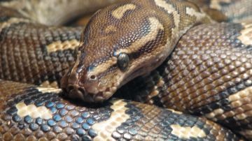 Un conductor de la MTA halló una serpiente muy cómoda viajando en un bus B12 en Brooklyn.
