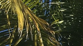 El Disney Dream desde Castaway Cay, la isla de Disney en las Bahamas.