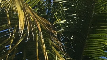 El Disney Dream desde Castaway Cay, la isla de Disney en las Bahamas.
