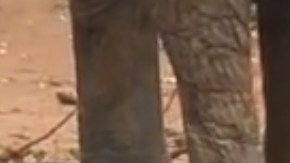 La cría salió de peligro con la ayuda de otros elefantes.