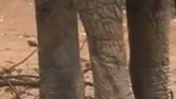 La cría salió de peligro con la ayuda de otros elefantes.