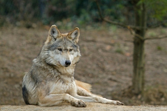 El lobo mexicano, un caso especial en la lucha de conservación de especies.