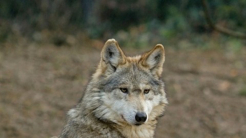 El lobo mexicano, un caso especial en la lucha de conservación de especies.