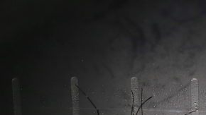 mosquitos-efe-chikungunya