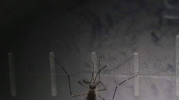 mosquitos-efe-chikungunya