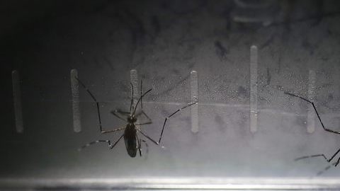mosquitos-efe-chikungunya
