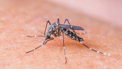 mosquito