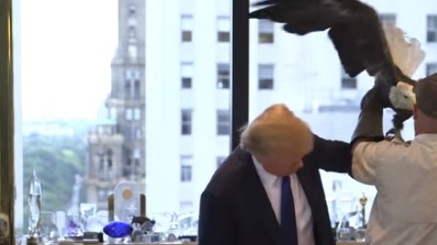 Un águila calva ataca al magnate Donald Trump durante una sesión de fotos para la revista TIME.