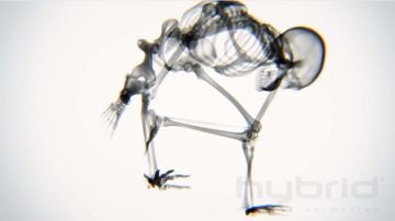 yoga esqueleto