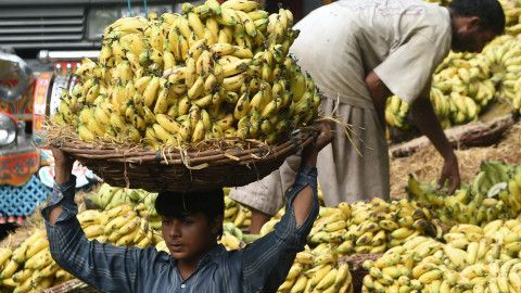 La banana, una de las frutas más populares del mundo, podría llegar a desaparecer.