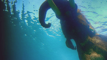 Nadar con un elefante en las islas Andamán en el océano Índico fue para el fotógrafo Ali Bin Thalith "un momento aterrador", pero también una de sus mejores experiencias.