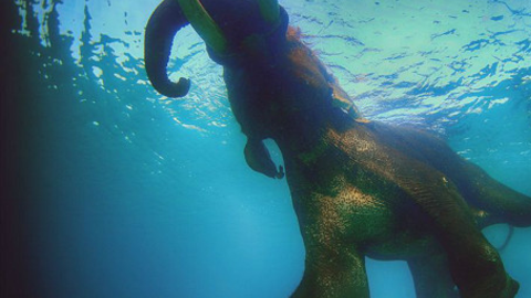 Nadar con un elefante en las islas Andamán en el océano Índico fue para el fotógrafo Ali Bin Thalith "un momento aterrador", pero también una de sus mejores experiencias.