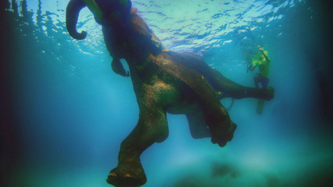 Nadar con un elefante en las islas Andamán en el océano Índico fue para el fotógrafo Ali Bin Thalith "un momento aterrador", pero también una de sus mejores experiencias.