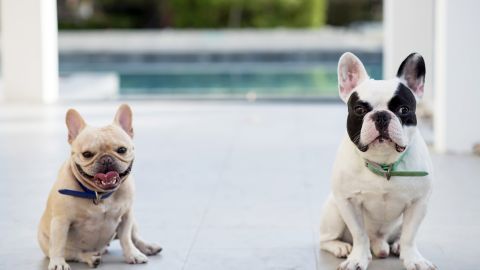 Las mascotas necesitan ser queridas, cuidadas y educadas como cualquier otro integrante de la familia.