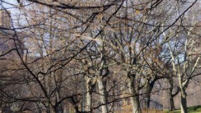 La Milla de los Museos bordea el extremo este de Central Park.