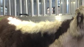 Freddie, es el nombre de esta vaca que se escapó de un matadero en Queens un día antes de que la mataran, y luego fue rescatada por un santuario de animales en Nueva Jersey.