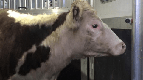 Freddie, es el nombre de esta vaca que se escapó de un matadero en Queens un día antes de que la mataran, y luego fue rescatada por un santuario de animales en Nueva Jersey.