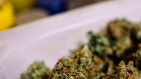 Desde el 2 de marzo al 31 de diciembre de 2015, se incautaron más de dos toneladas y media de marihuana en Uruguay.