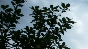 El 28 de enero es el Día Nacional de Lucha Contra el Trabajo Esclavo en Brasil.