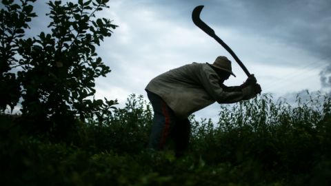 El 28 de enero es el Día Nacional de Lucha Contra el Trabajo Esclavo en Brasil.