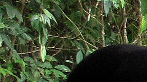 El ELN se encuentra desde enero de 2014 en diálogos exploratorios de paz