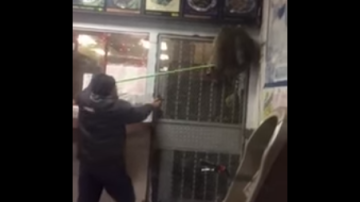 En un video publicado en Facebook, se ve a dos mapaches tratando de entrar a un restaurante chino en El Bronx.