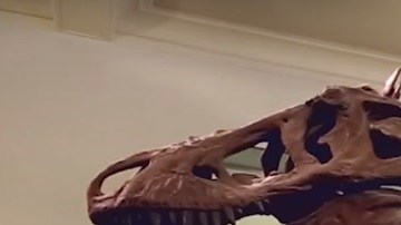 El Titanosaurio mide 122 pies de largo y está en exhibición en el Museo Americano de Historia Natural.